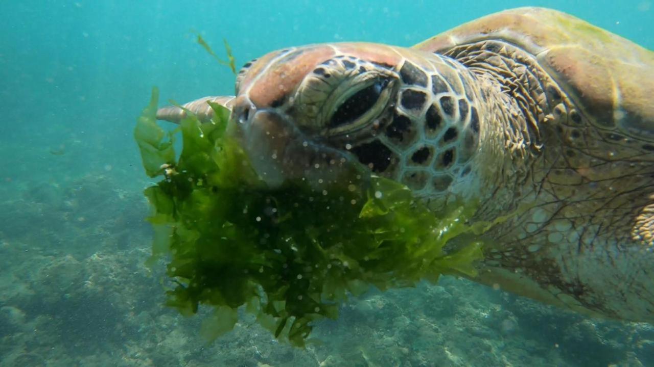 Batigama Turtle Beach House מראה חיצוני תמונה